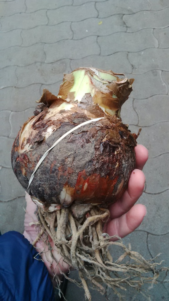 Amaryllis_Zwiebel