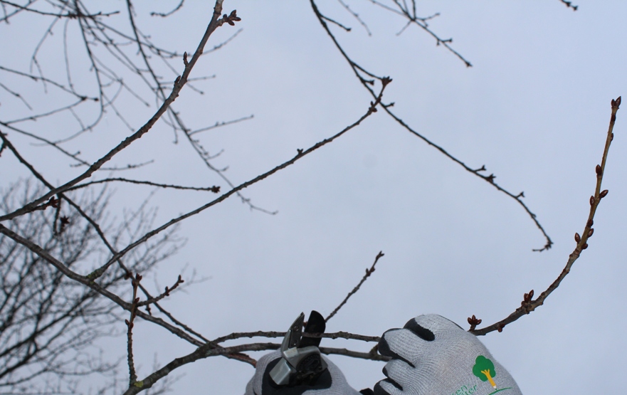 Barbara Zweige schneiden