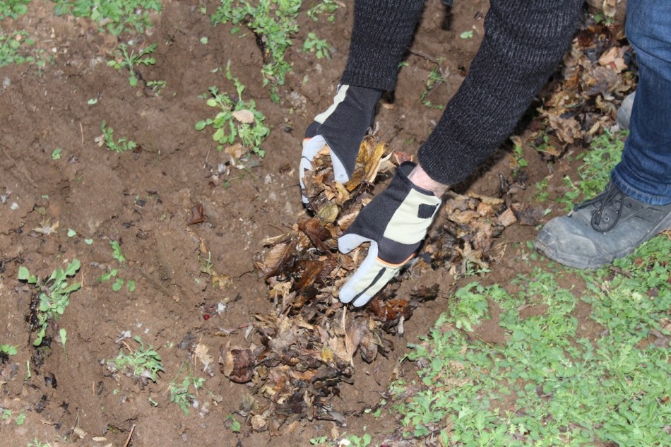 Gemüsebeet vorbereiten_Laub