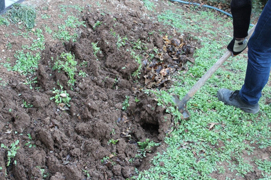 Gemüsebeet vorbereiten_umstechen