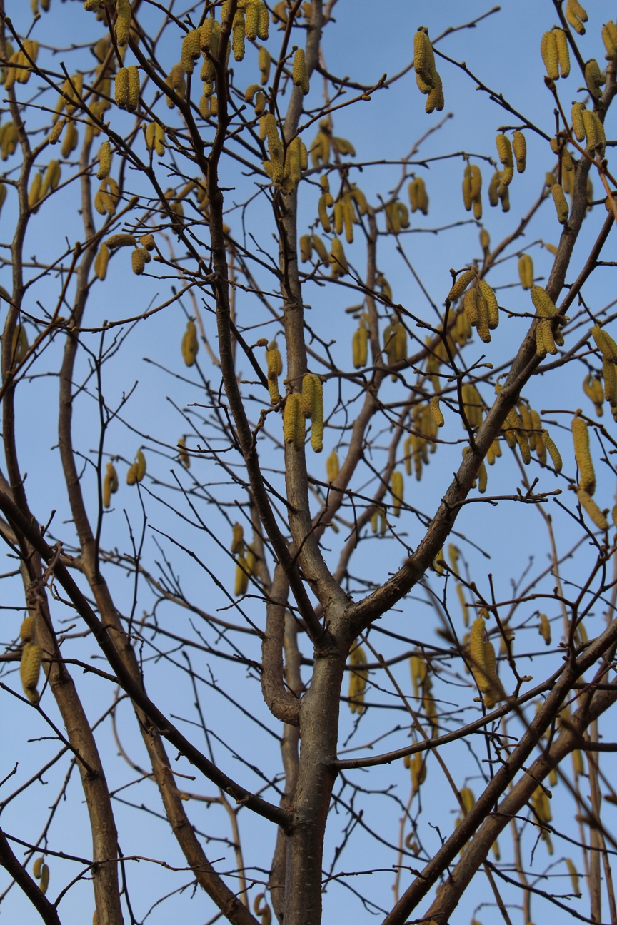 Haselstrauch in Blüte