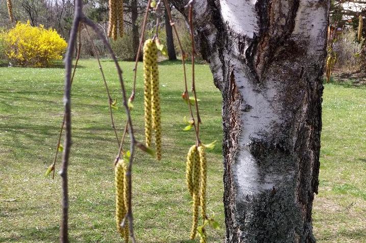 (c) Grashüpfer, Birke