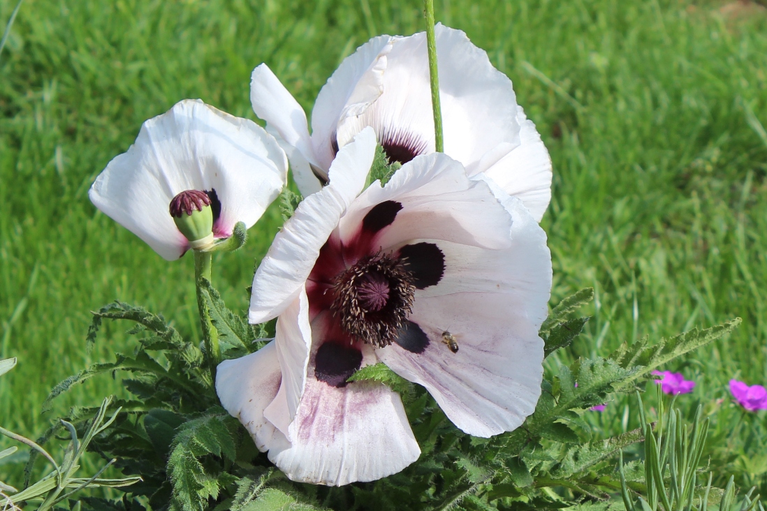(c) Grashüpfer, Biene auf Mohnblume