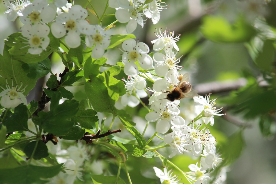 (c) Grashüpfer, Biene