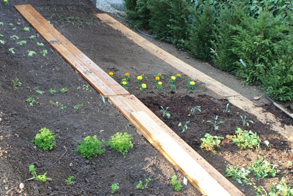 (c) Grashüpfer, Gemüsebeet - Gemüse