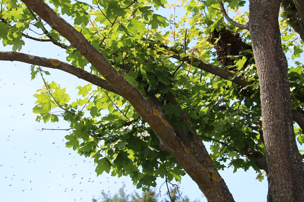 (c) Grashüpfer, Wilder Bienenschwarm3