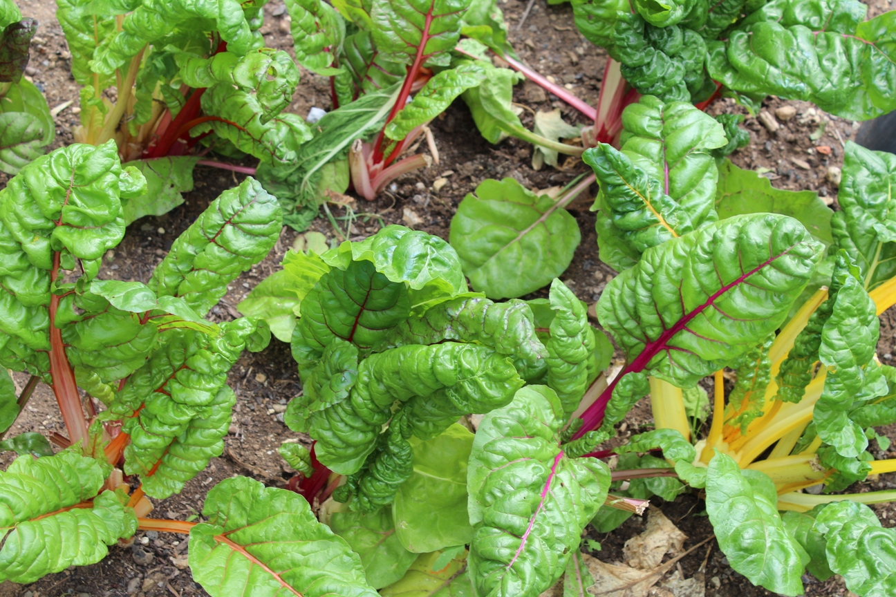 (c) Grashüpfer, Gemüsebeet, Gemüseernte, Mangold 