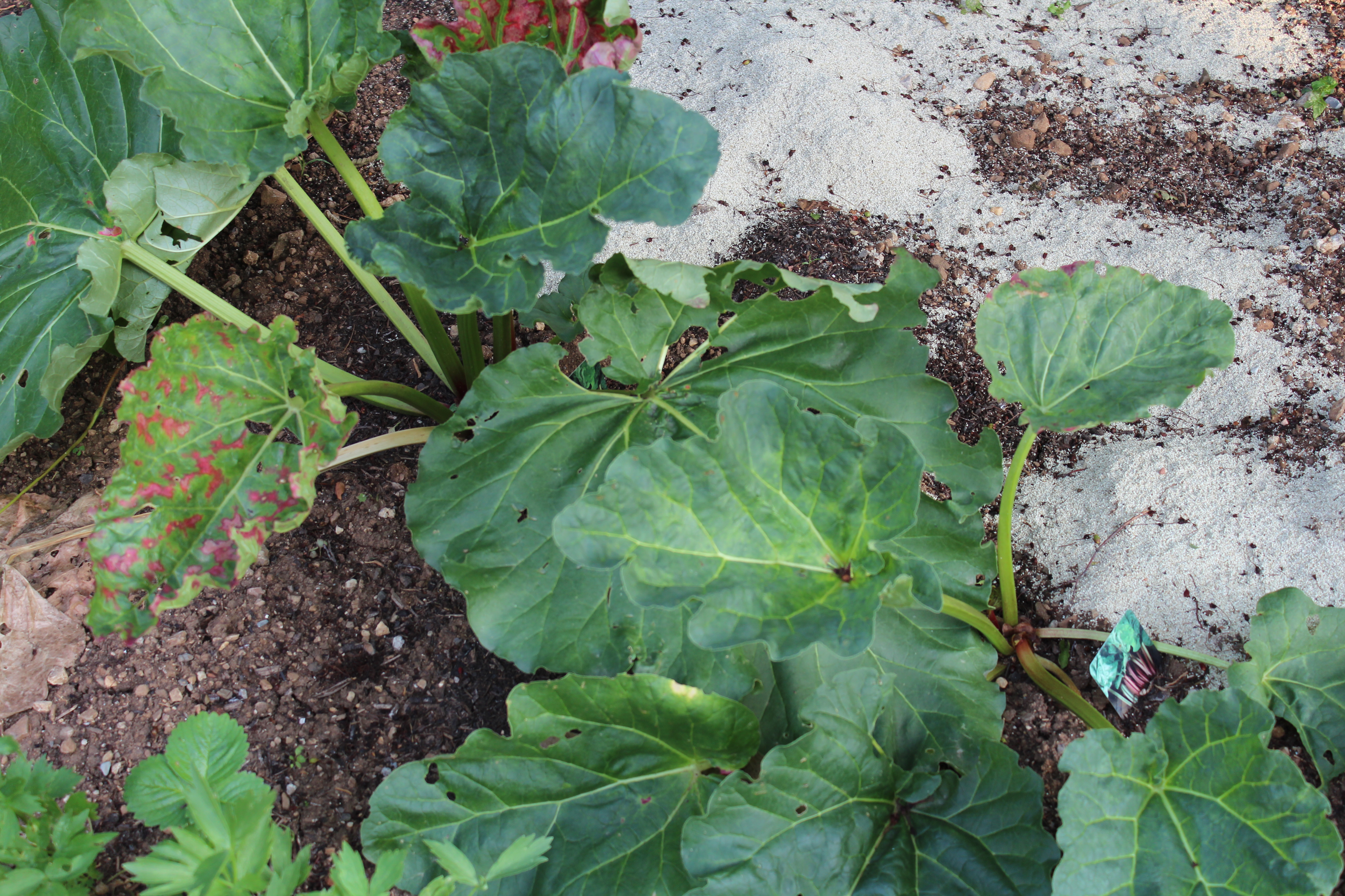 (c) Grashüpfer, Gemüsebeet, Rhabarber