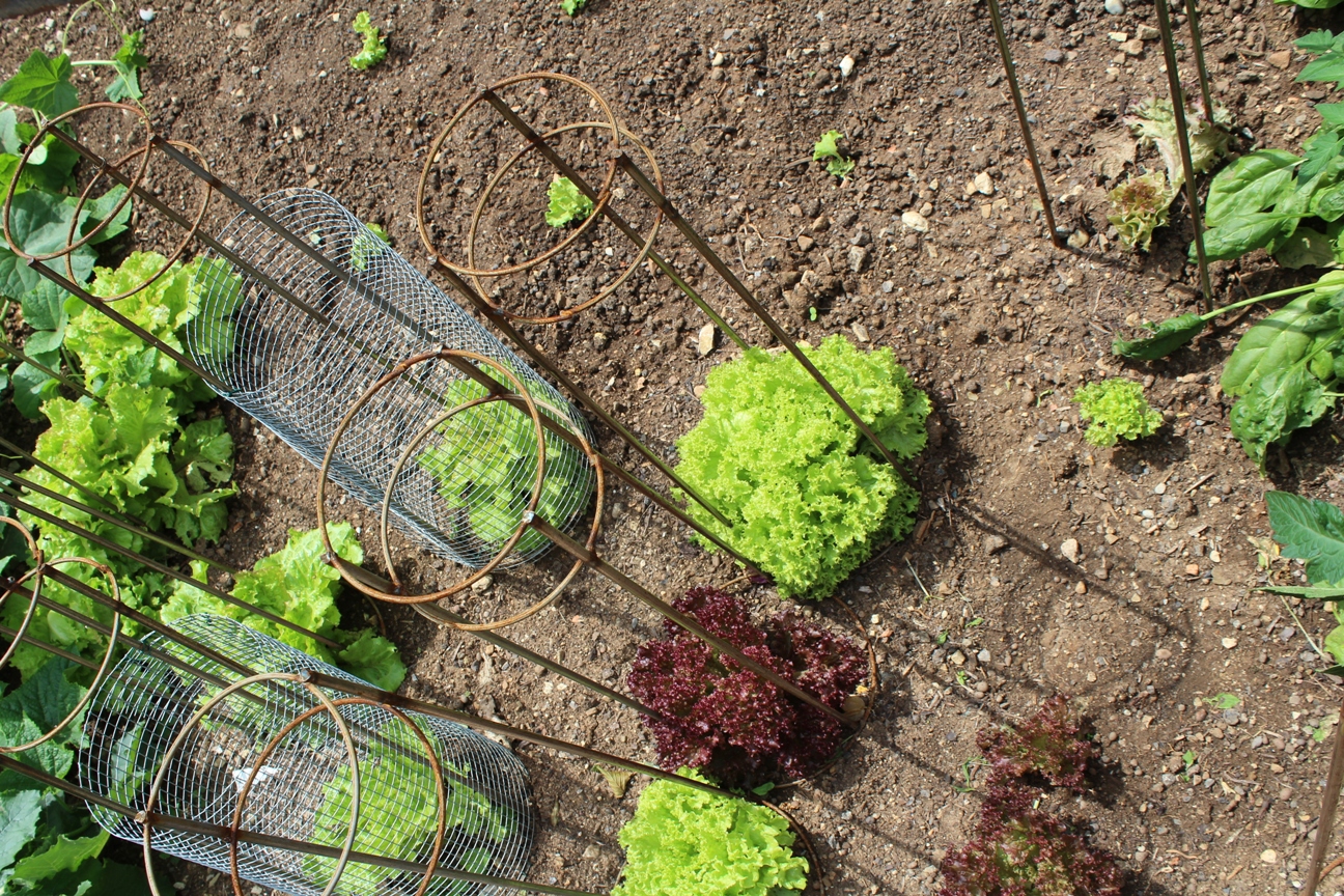 (c) Grashüpfer, Gemüsebeet, Salat ernten