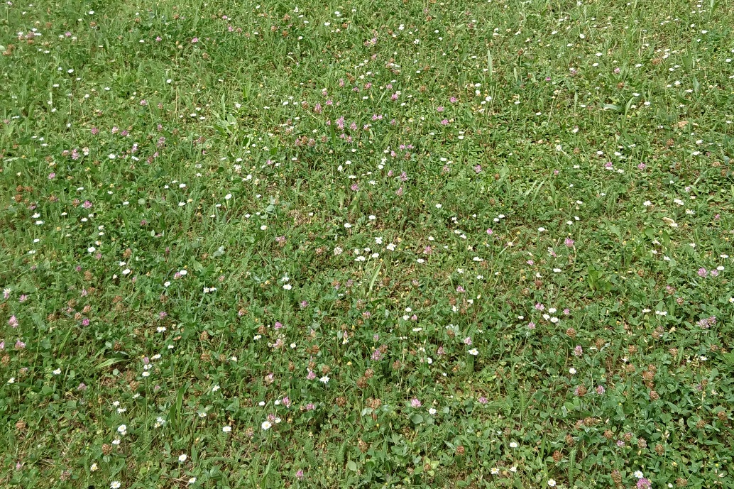 (c) Grashüpfer, Gras mit Klee