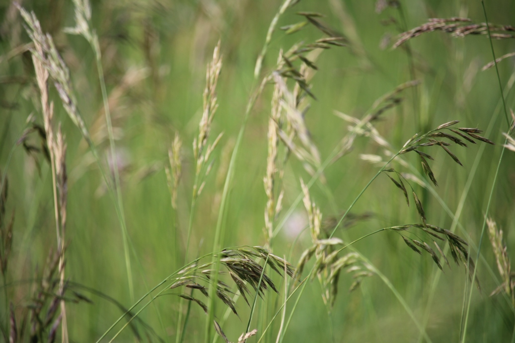 (c) Grashüpfer, Gräserpollen