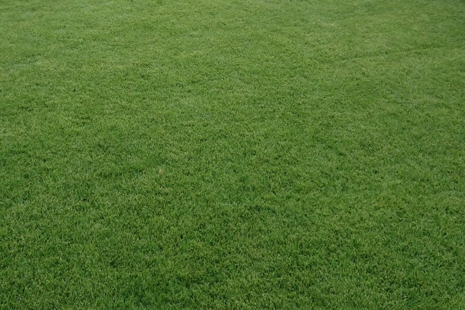 Richtige Rasenpflege im Sommer