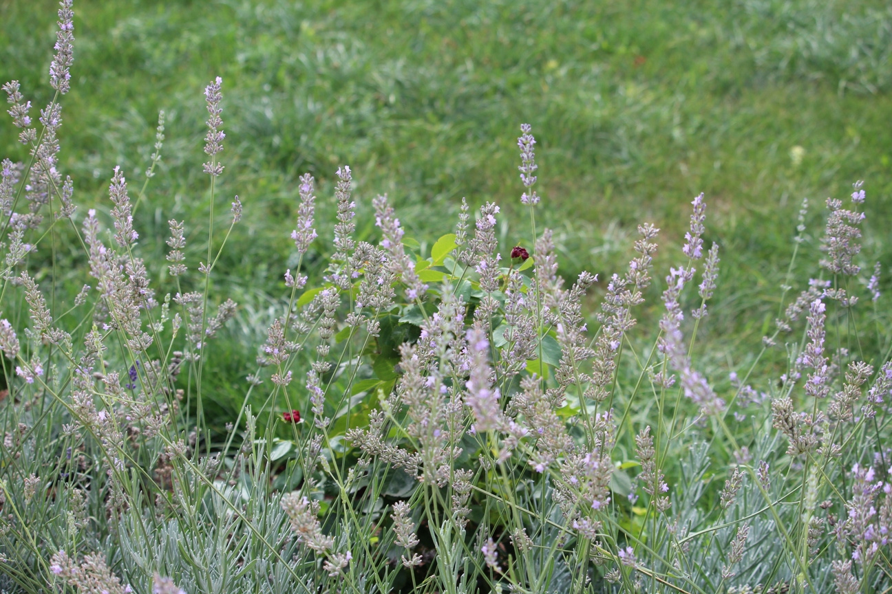 (c) Grashüpfer, Lavendel und Rose