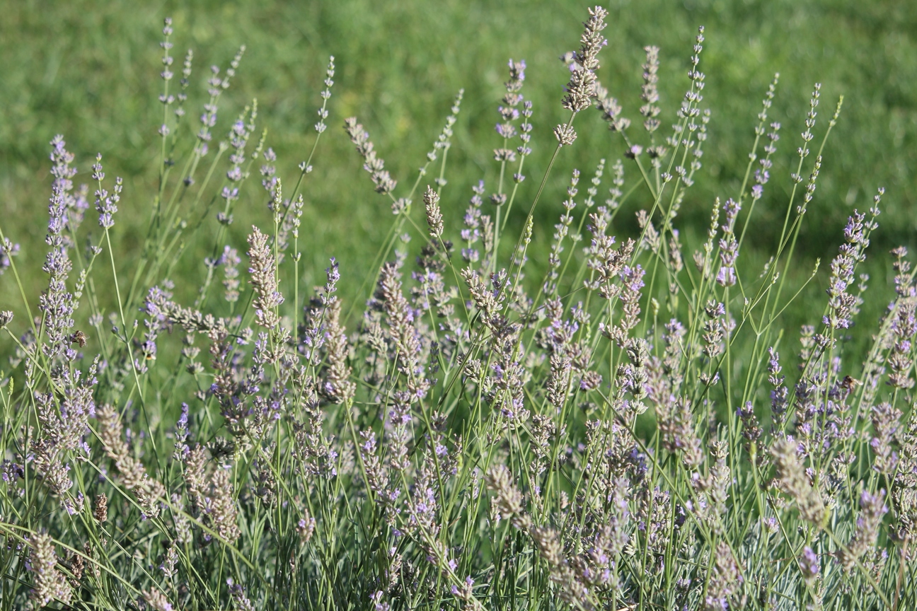(c) Grashüpfer, Lavendel