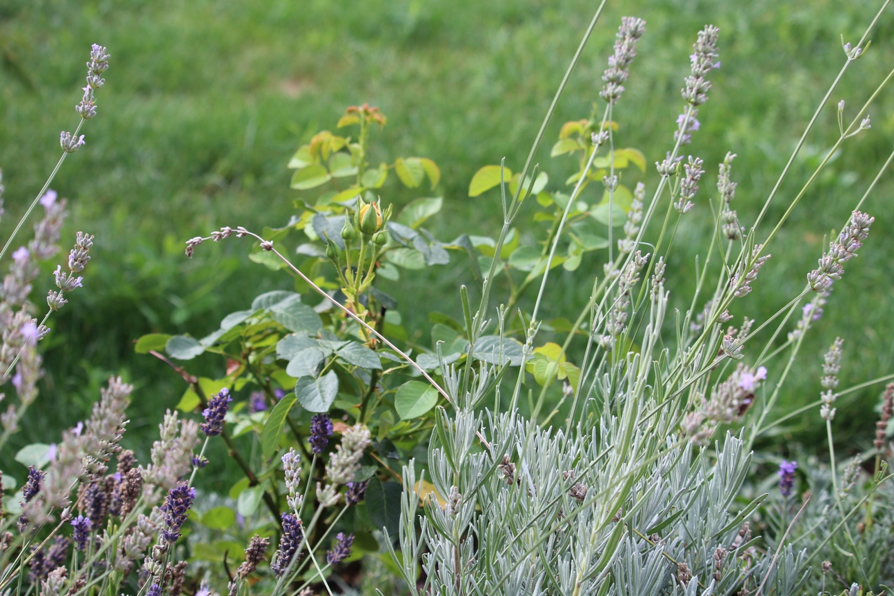 (c) Grashüpfer, Unterschiedliche Lavendel-Sorten und Rose