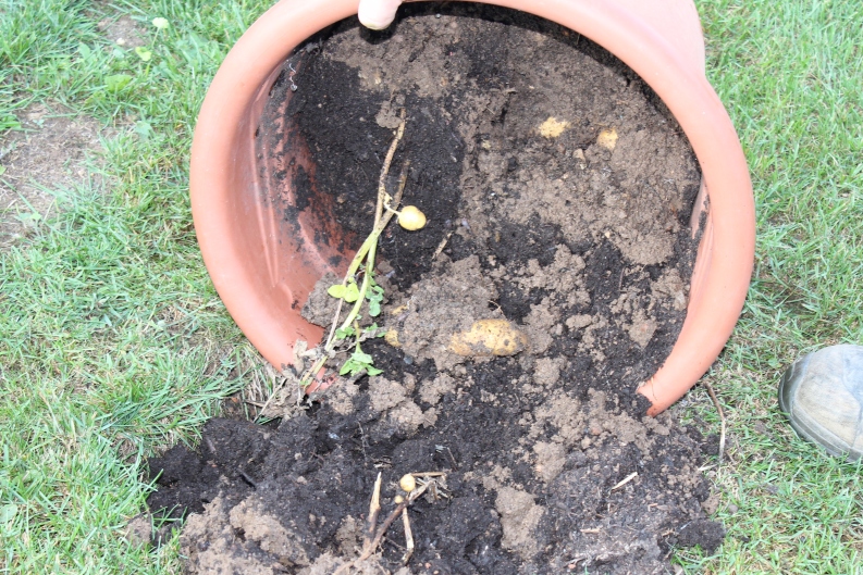 (c) Grashüpfer, Kartoffeln im Kübel, Ernte