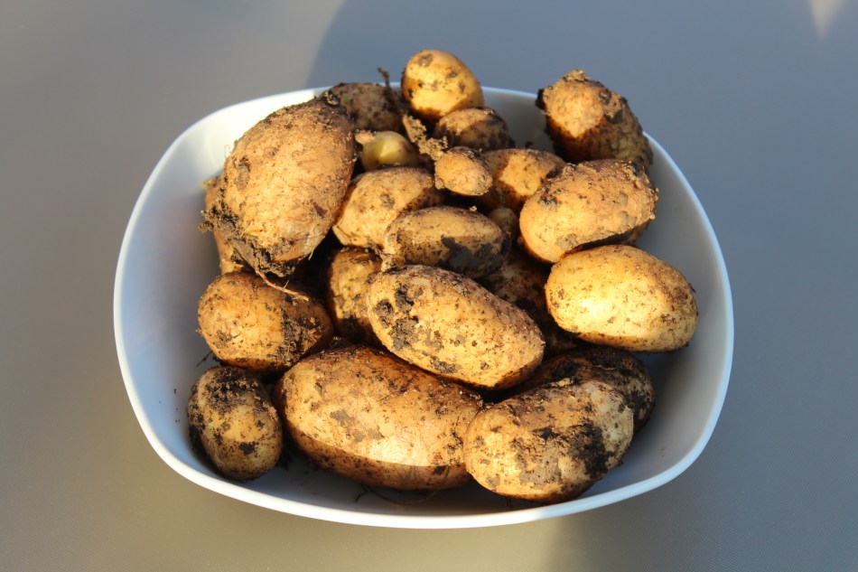 (c) Grashüpfer, Kartoffeln im Kübel, Ertrag 1