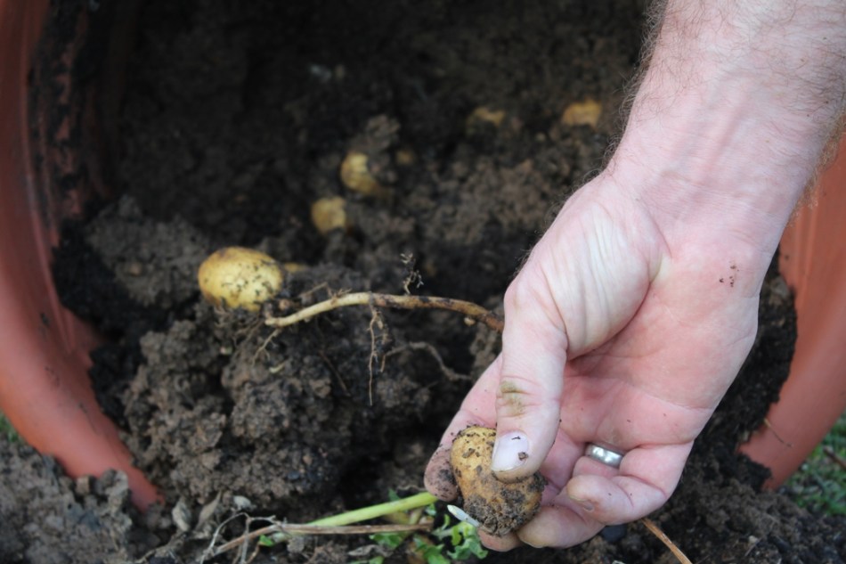 (c) Grashüpfer, Kartoffeln im Kübel, Ertrag