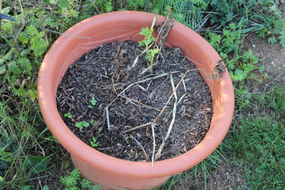 (c) Grashüpfer, Kartoffeln im Kübel, zur Ernte bereit