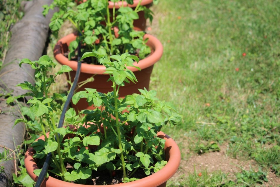 (c) Grashüpfer, Kartoffeln in Kübeln, Pflanze