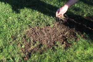 Rasen reparieren - besämen