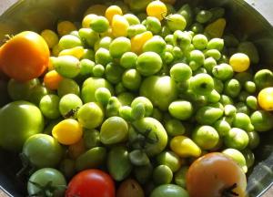 Gemüsebeet Winter: die letzte Ernte Tomaten