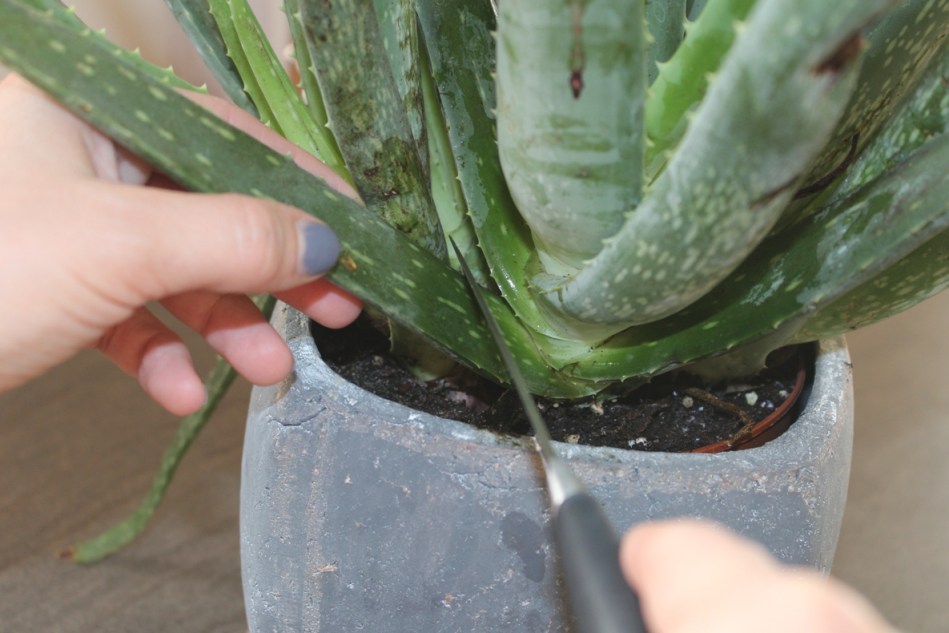 aloe vera gegen nesselsucht Aloe Vera Gel – 100% Feuchtigkeit [Kühlend & Pur] main image 0