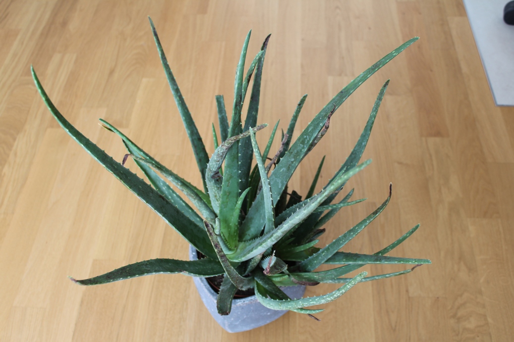 before after aloe vera gel for face Dr. G Aloe Vera Gel | Hydrating & Soothing Gel for Skin Relief main image 1