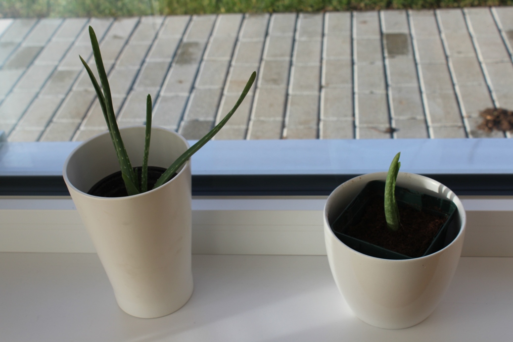 (c) Grashüpfer, Aloe Vera Ableger