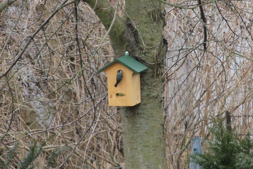 Vogelfreundlicher Garten: meise bei nistkasten
