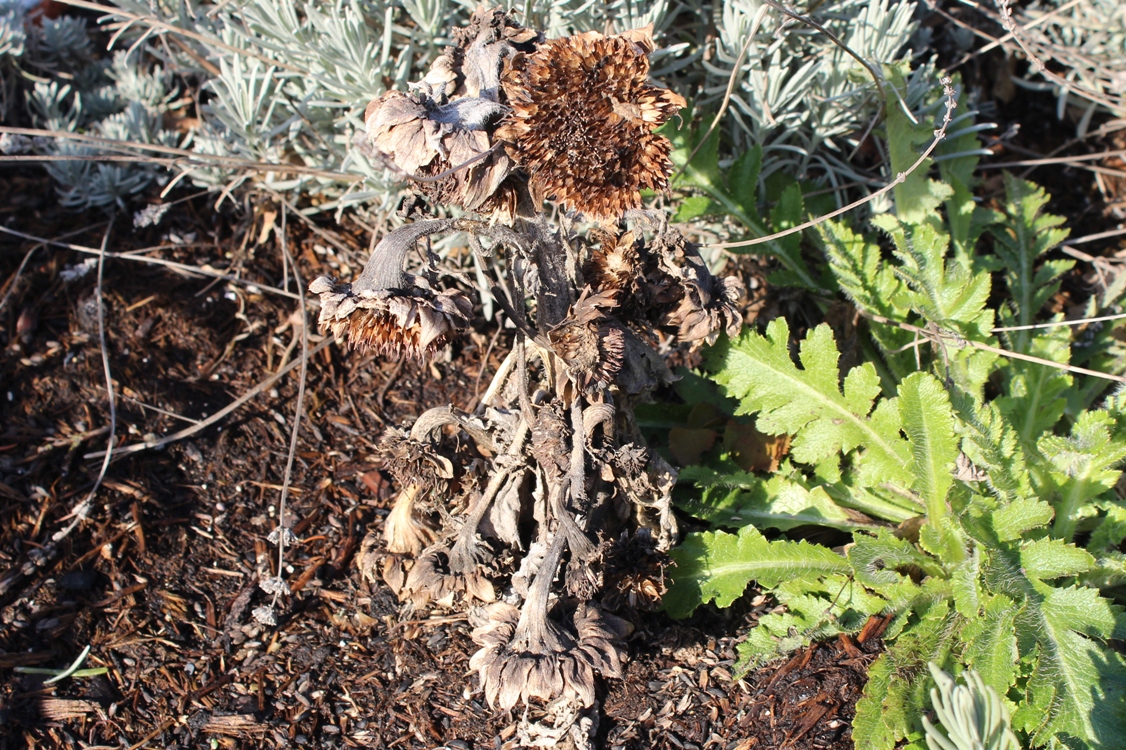 samen der sonnenblume im winter