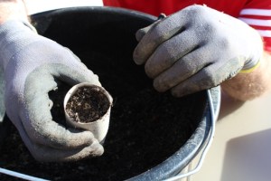 Sämlinge vereinzeln - Erde einfüllen