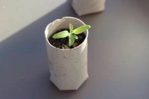 Sämlinge vereinzeln - Jungpflanze umgesetzt