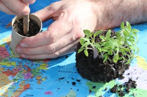 Sämlinge vereinzeln - Jungpflanzen in WC-Rollen umpflanzen