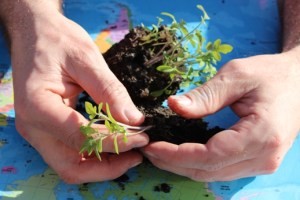 Sämlinge vereinzeln