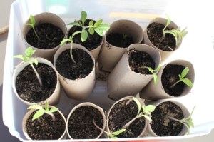 Sämlinge vereinzeln - umgesetzte Jungpflanzen