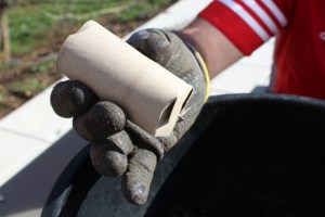 Sämlinge vereinzeln - WC-Papierrollen als Pflanzgefäß