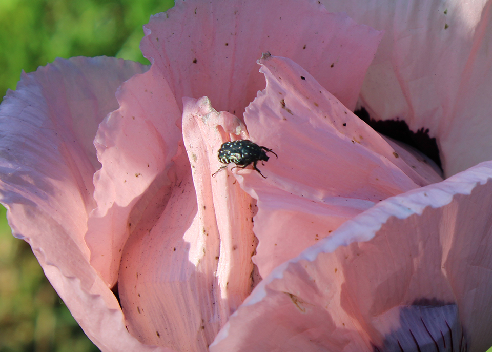 Käfer auf Mohnblume