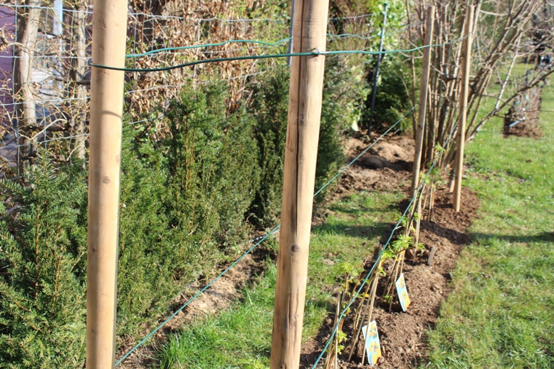 fertiges Rankgerüst für Naschgarten