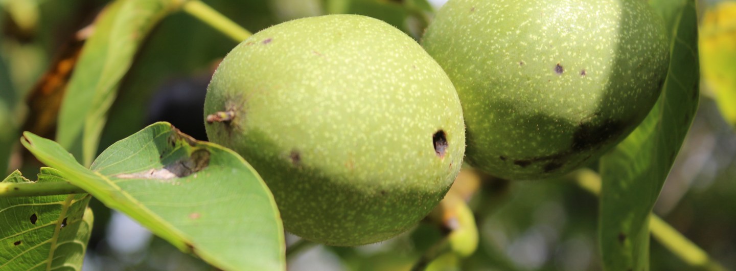 (c) Grashüpfer, Walnüsse am Baum