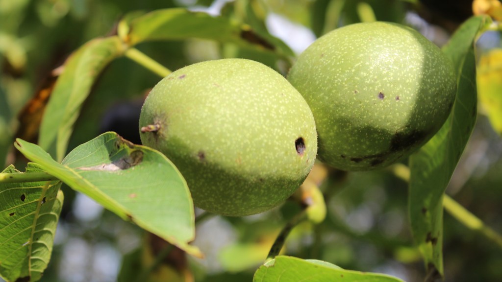 (c) Grashüpfer, Walnüsse am Baum