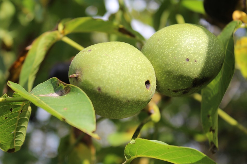 (c) Grashüpfer, Walnüsse am Baum
