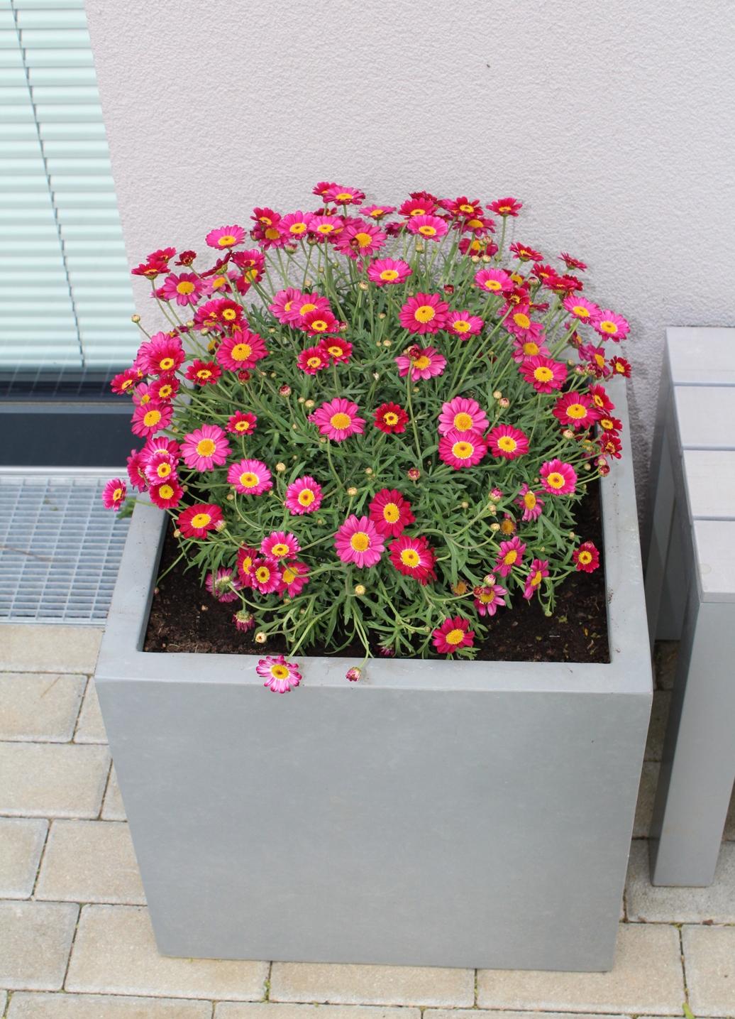 (c) Grashüpfer_Pflanztrog Margeriten