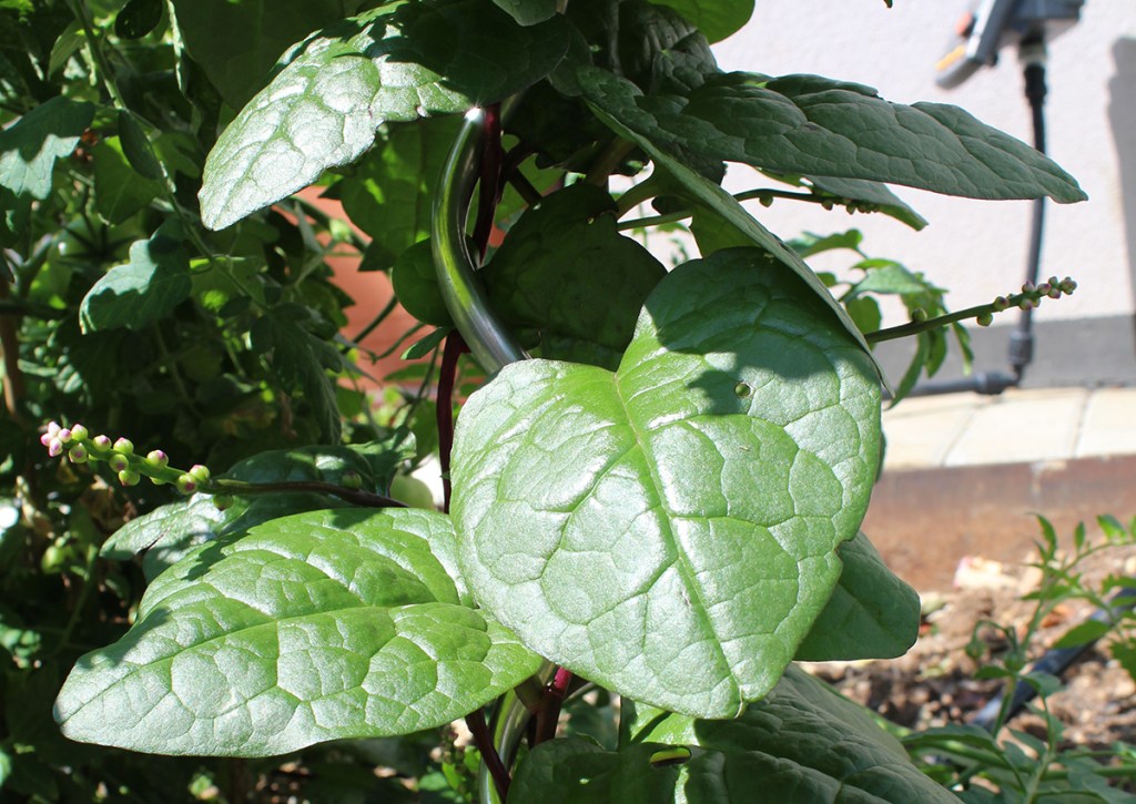 (c) Grashüpfer, Spinat_