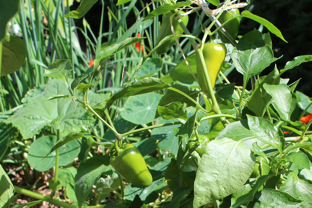 (c) Grashüpfer, Paprika