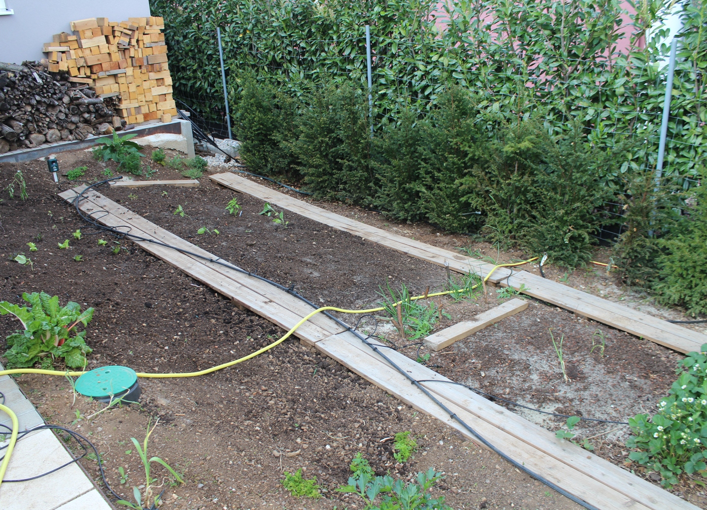 (c) Grashüpfer_Gemüsebeet