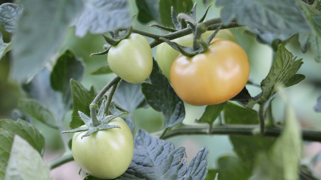 (c) Grashüpfer, Tomaten