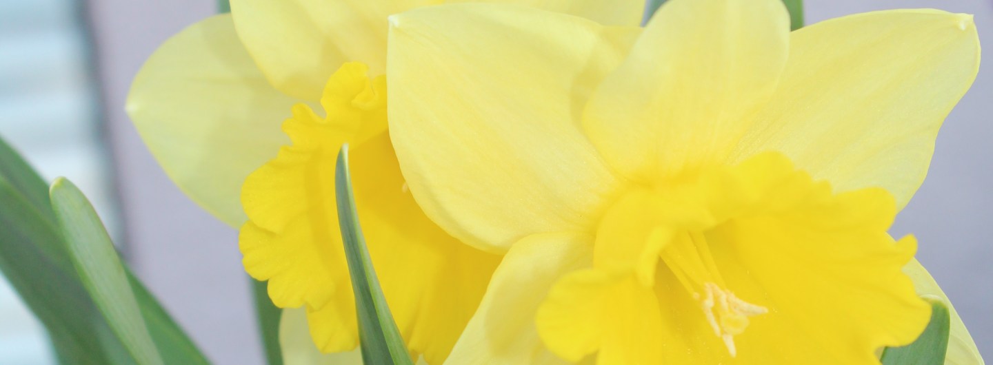 (c) Grashüpfer_Narzissen