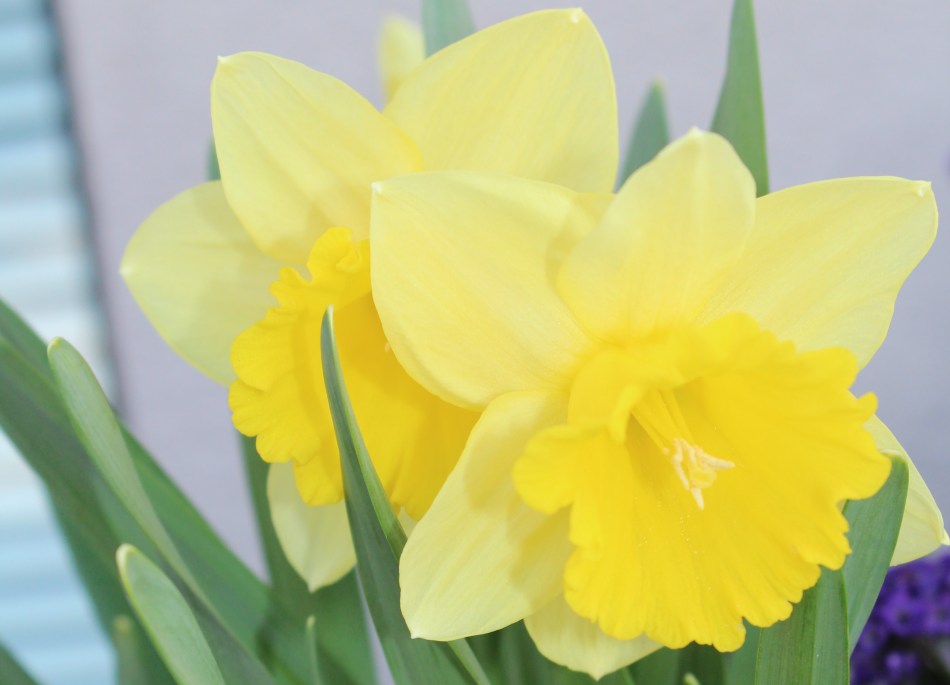 (c) Grashüpfer_Narzissen