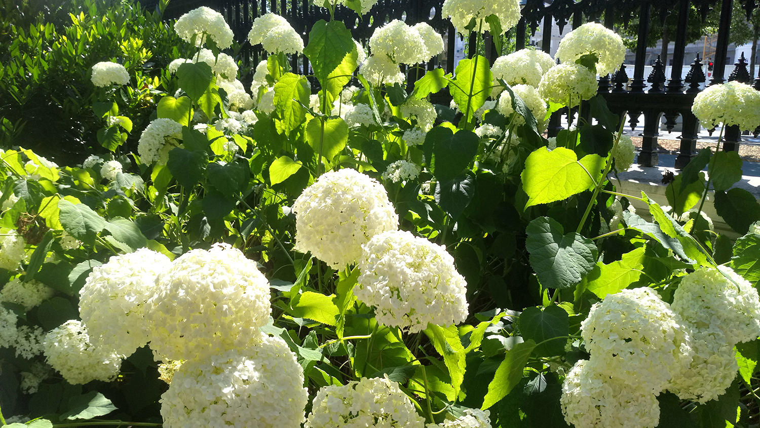 Hortensien im Volksgarten Wien
